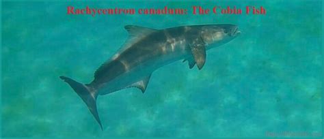 Cobia Fish: The Most Delicious Fish You Are Missing Out On!.